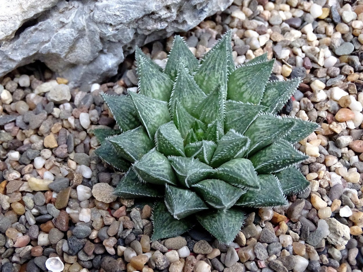 Хавортия Саванна