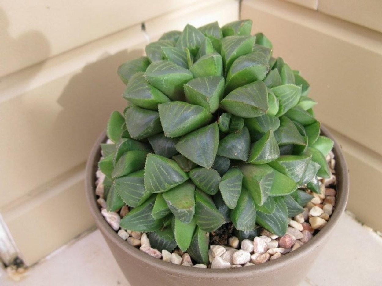 Хавортия Купера семена