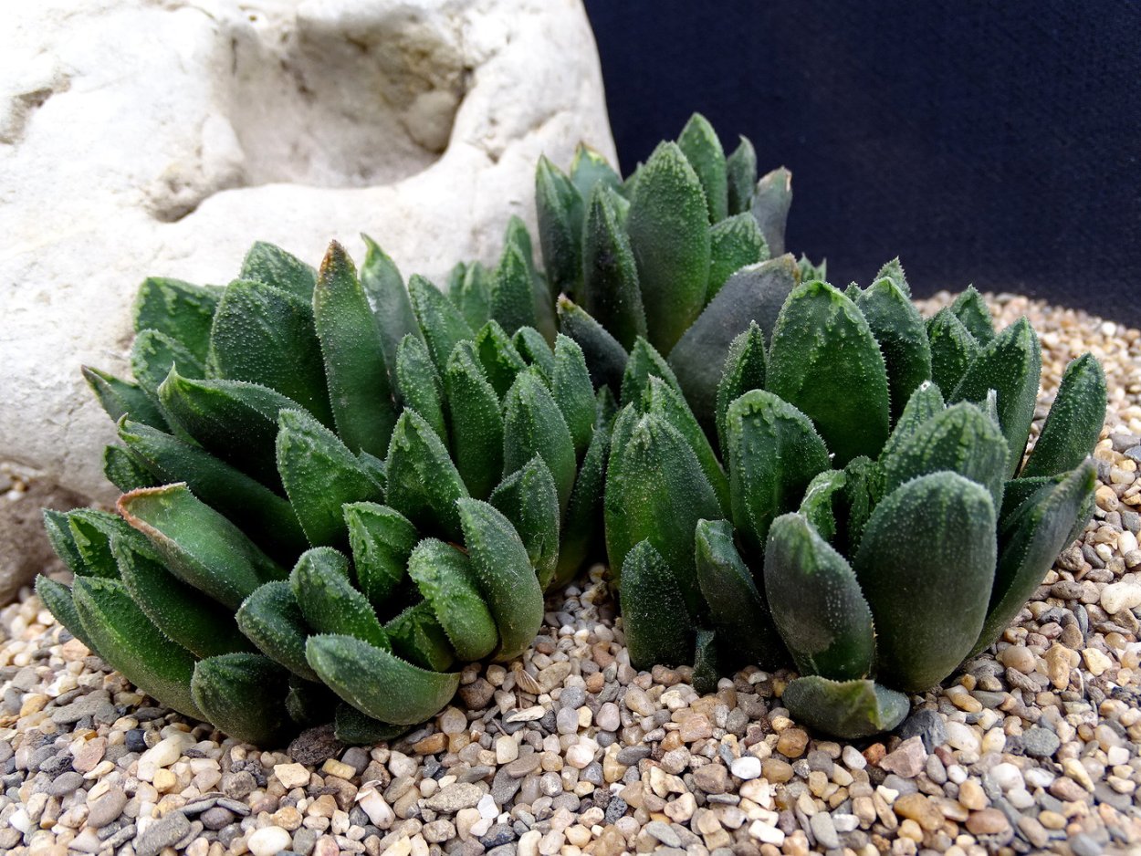 Хавортия Купера