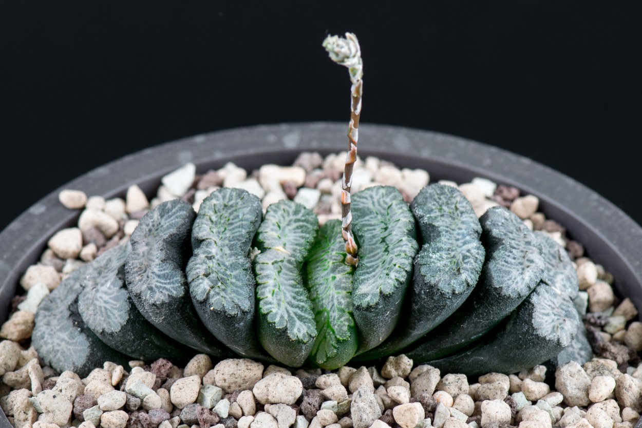 Суккуленты Haworthia cooperi