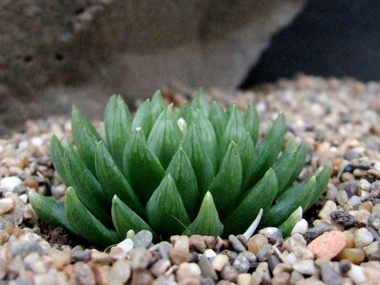 Хавортия Хакугин