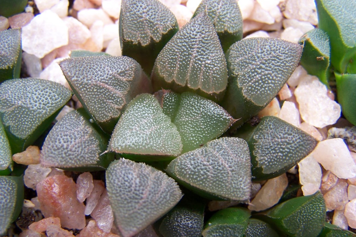 Haworthia cooperi v. truncata