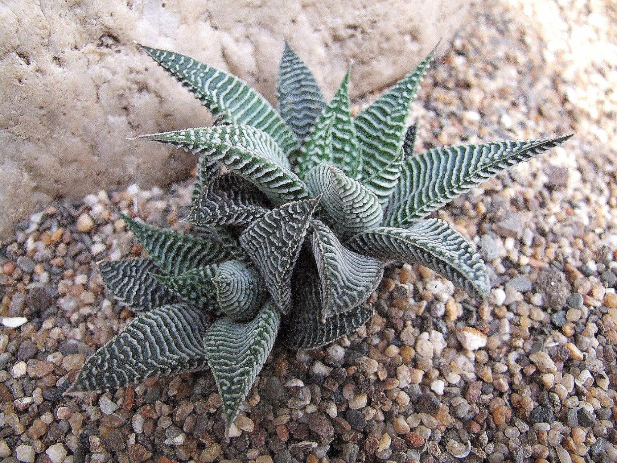 Хавортия Транслюцент