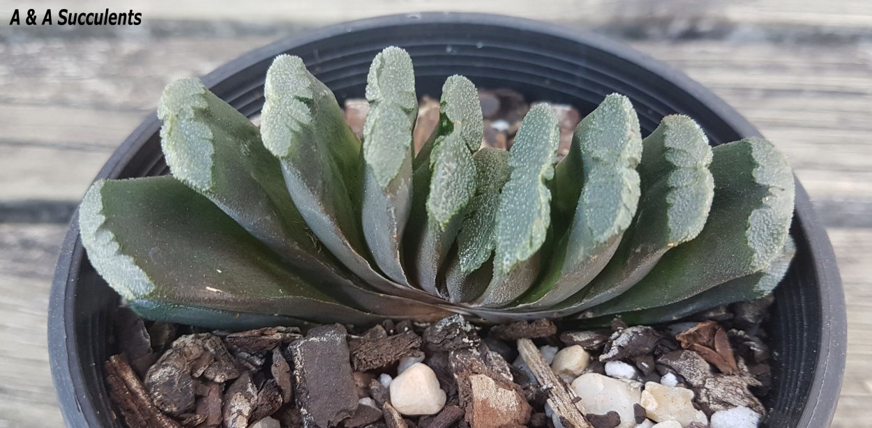 Хавортия Купера