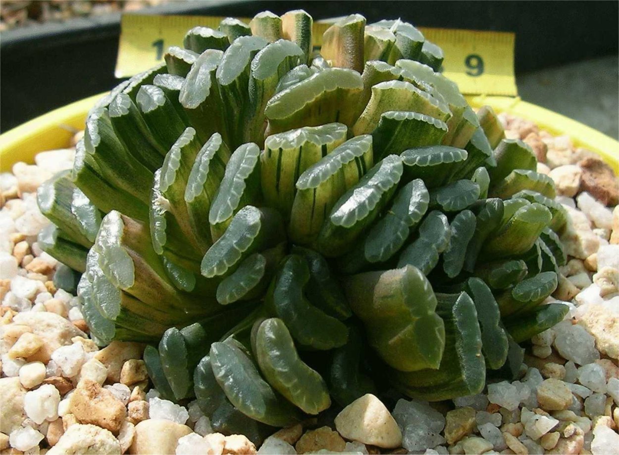 Суккулент хавортия Купера