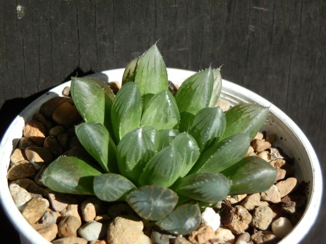 Хавортия маугани гибрид