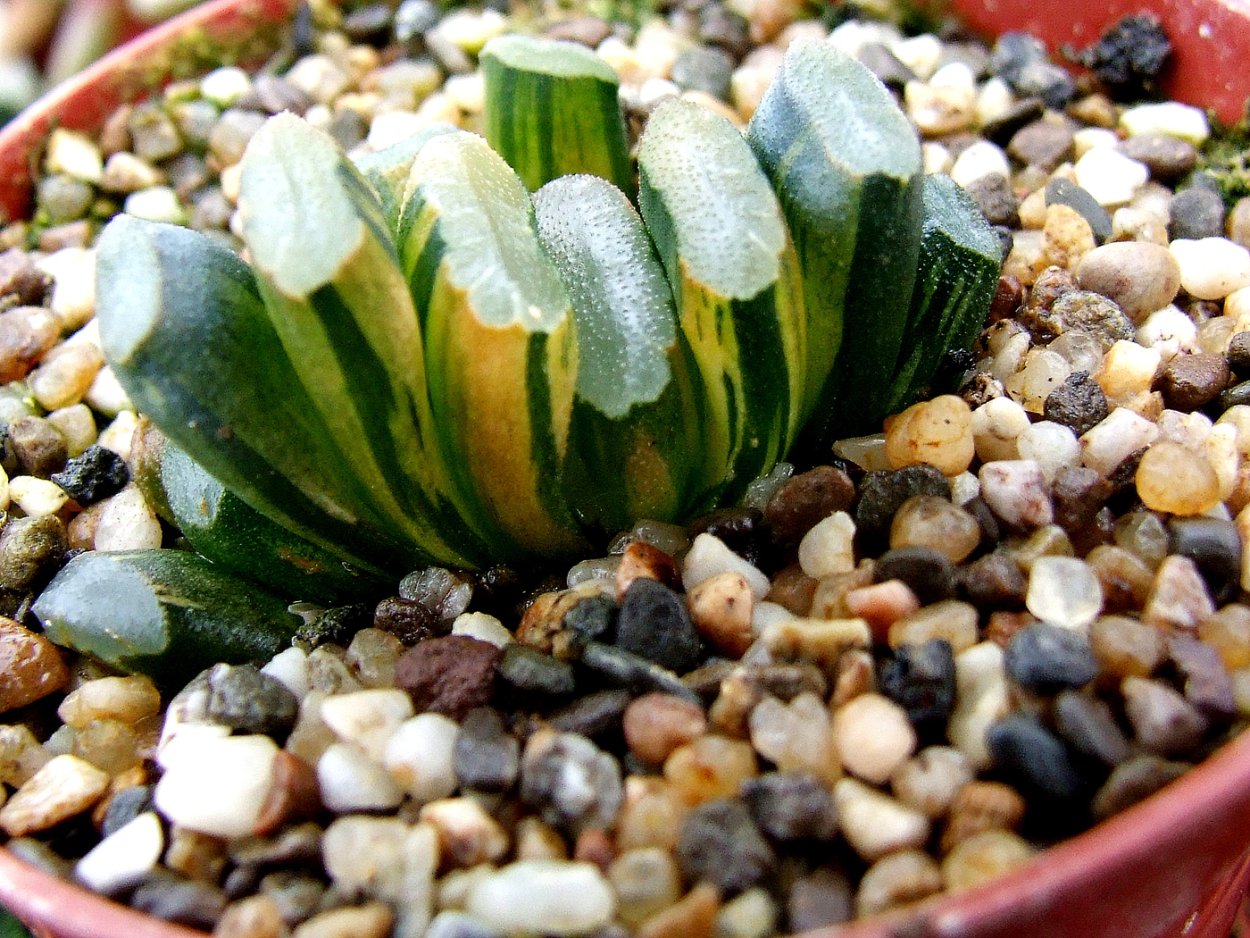 Хавортия Купера