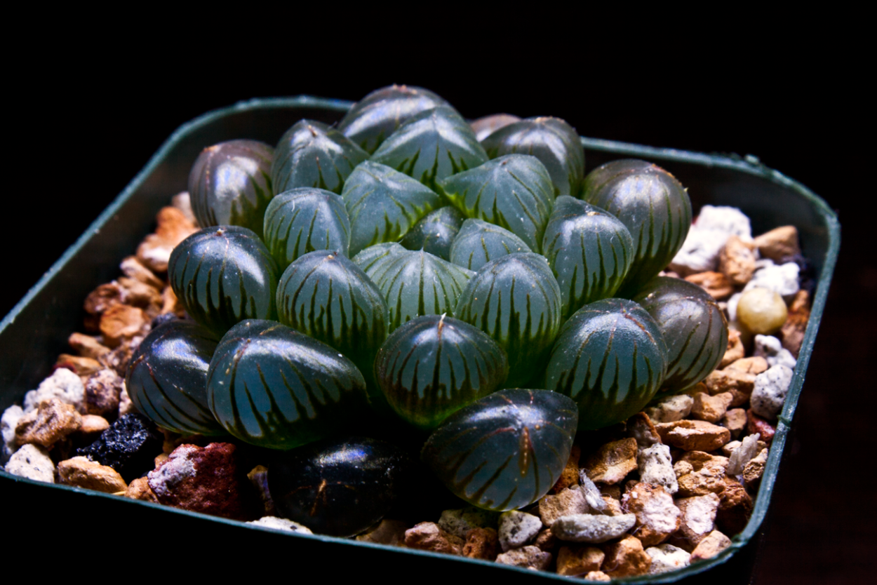 Haworthia limifolia