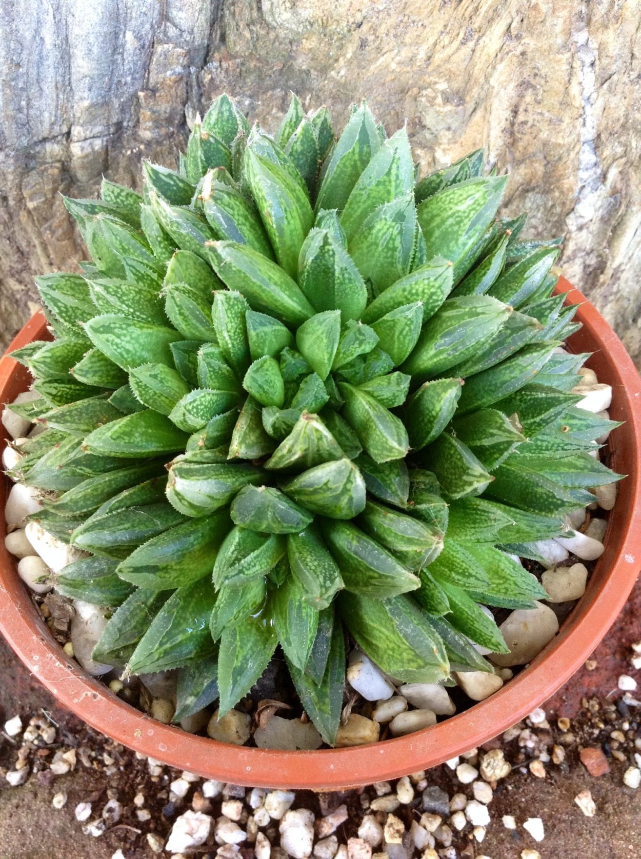 Хавортия Жемчужная