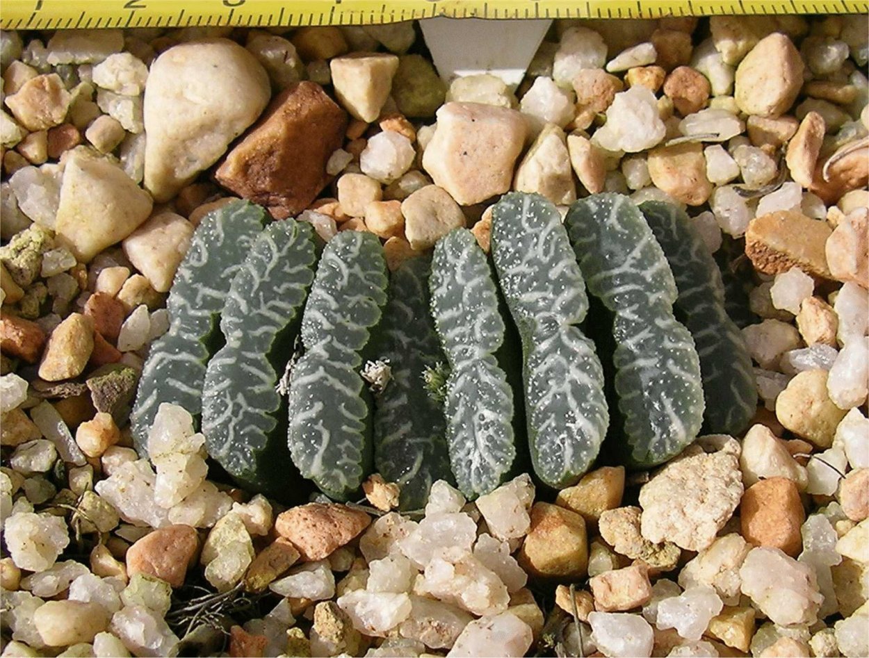 Хавортия Cattail