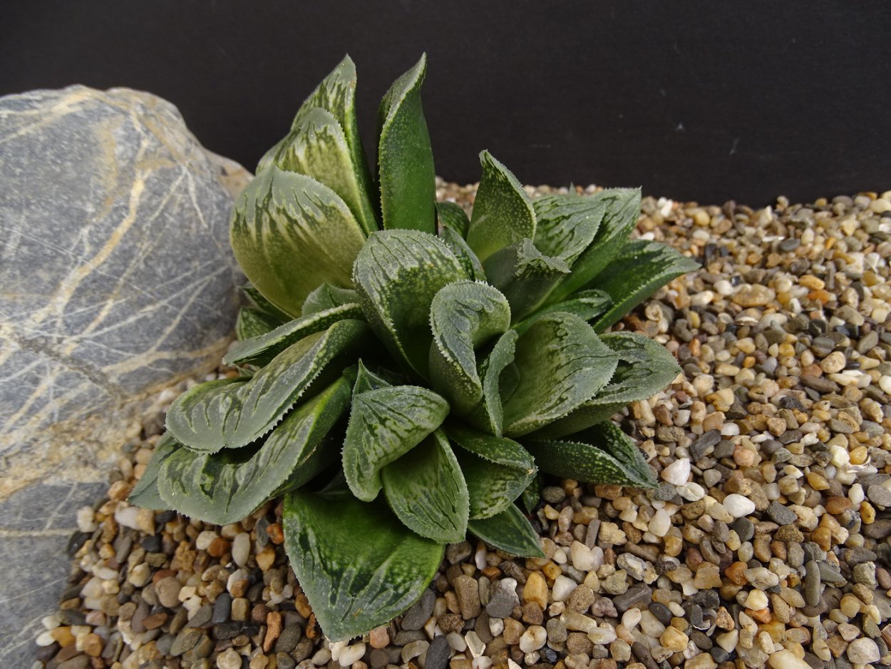Haworthia truncata Hybrid