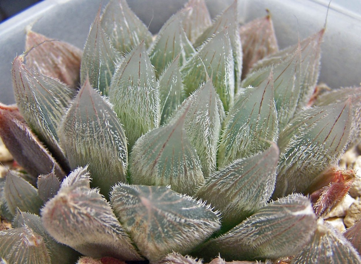 Хавортия колючая