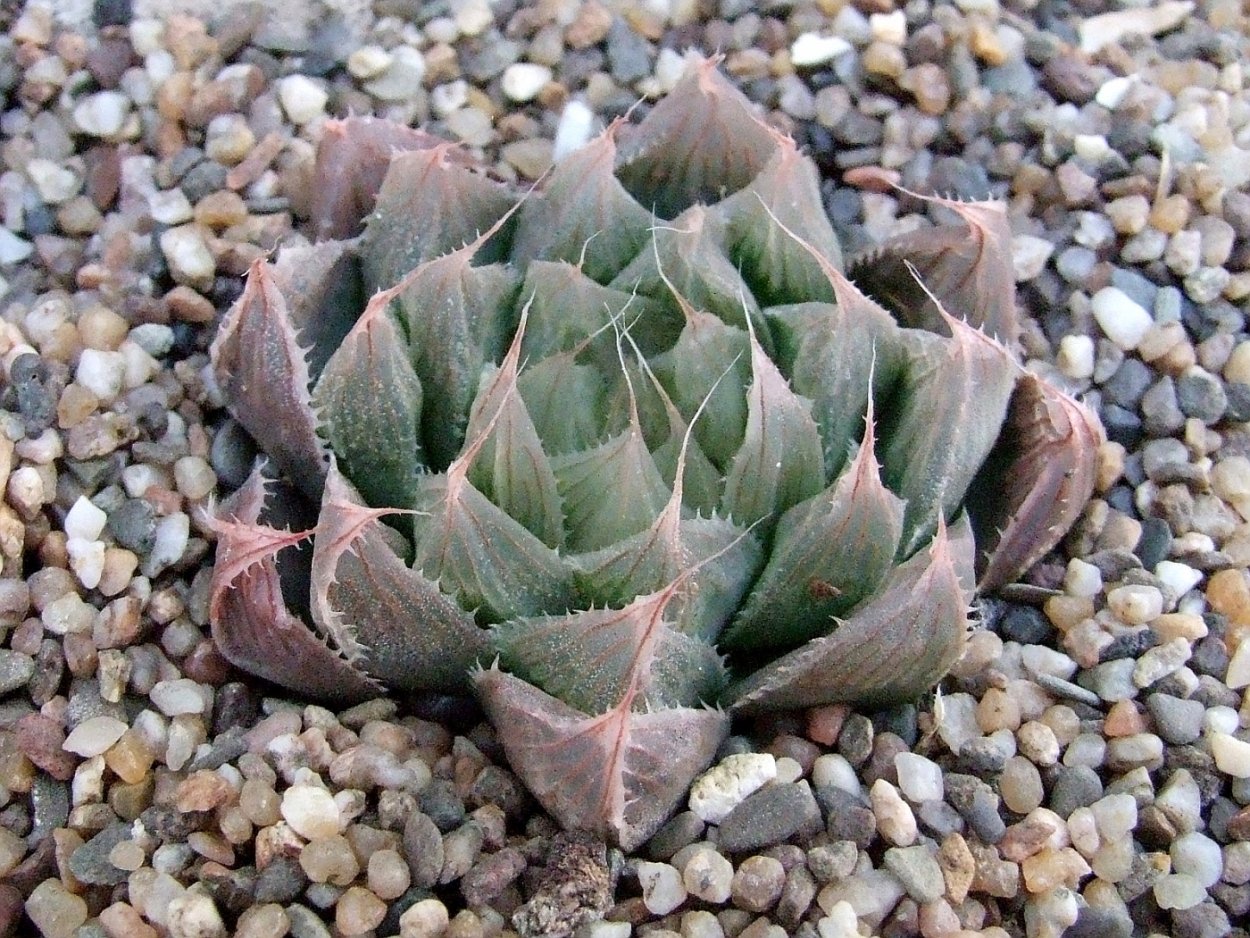 Хавортия Мунстоун