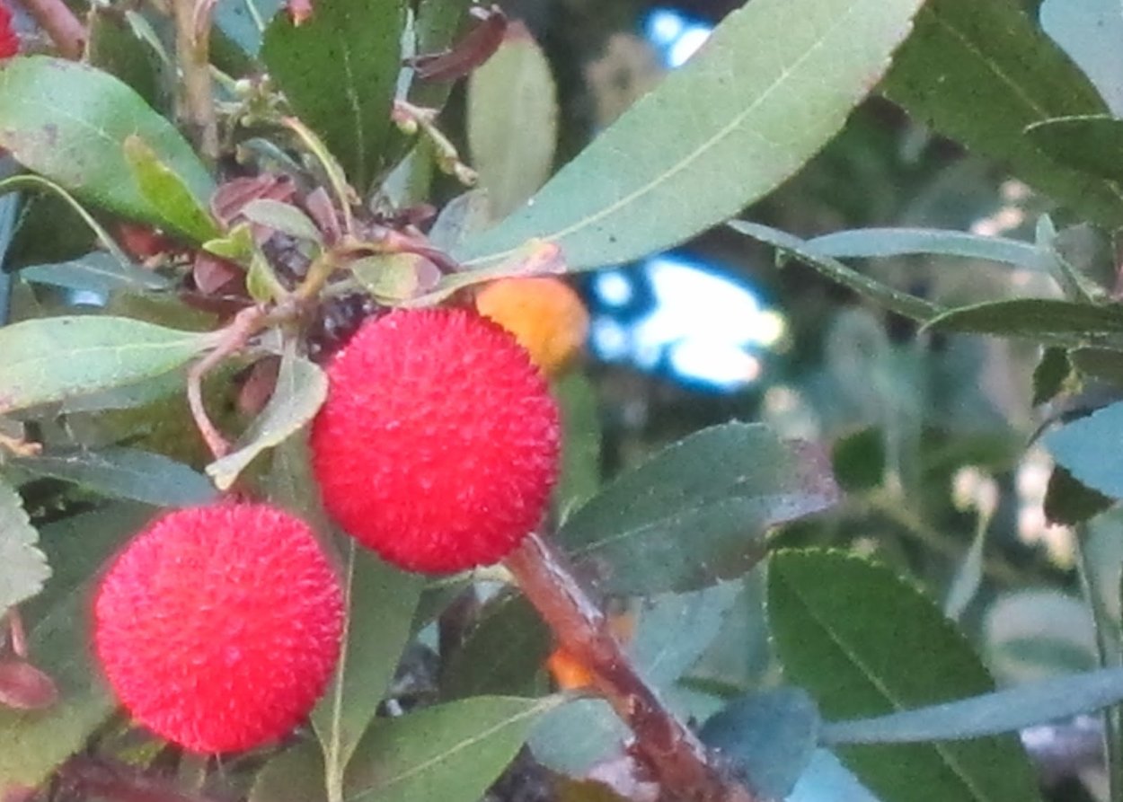 Арбутус Земляничное