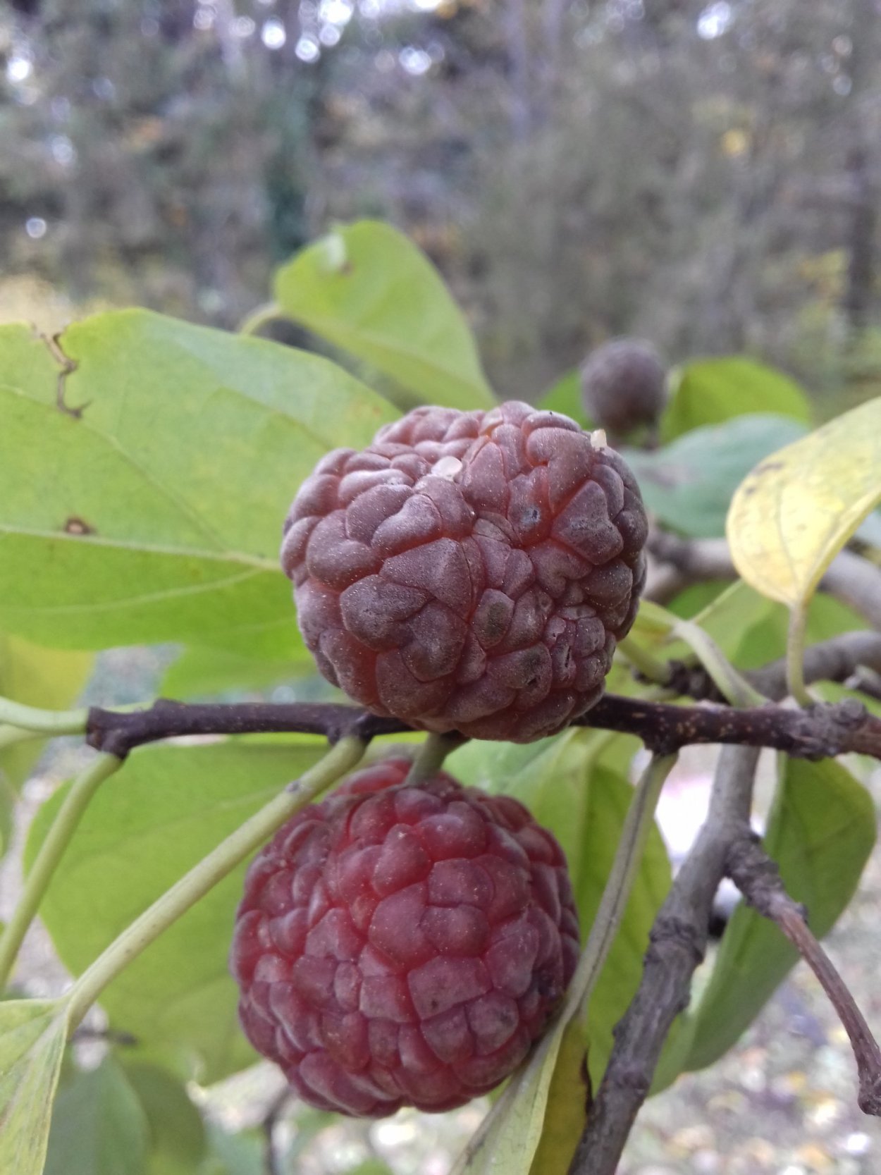 Кудрания Земляничное дерево