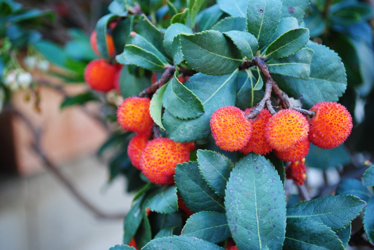 Земляничник мелкоплодный Крым