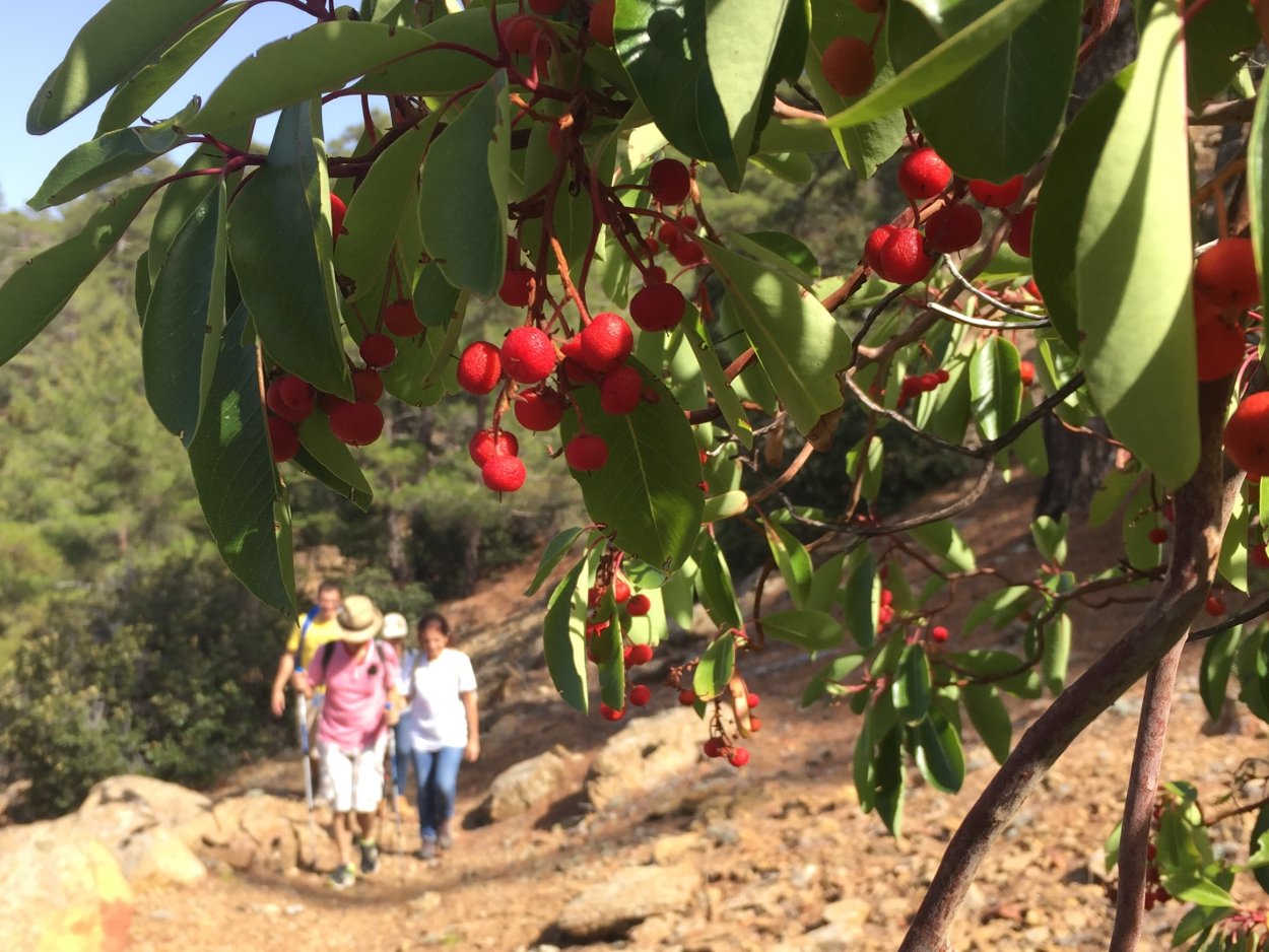 Клубничное дерево