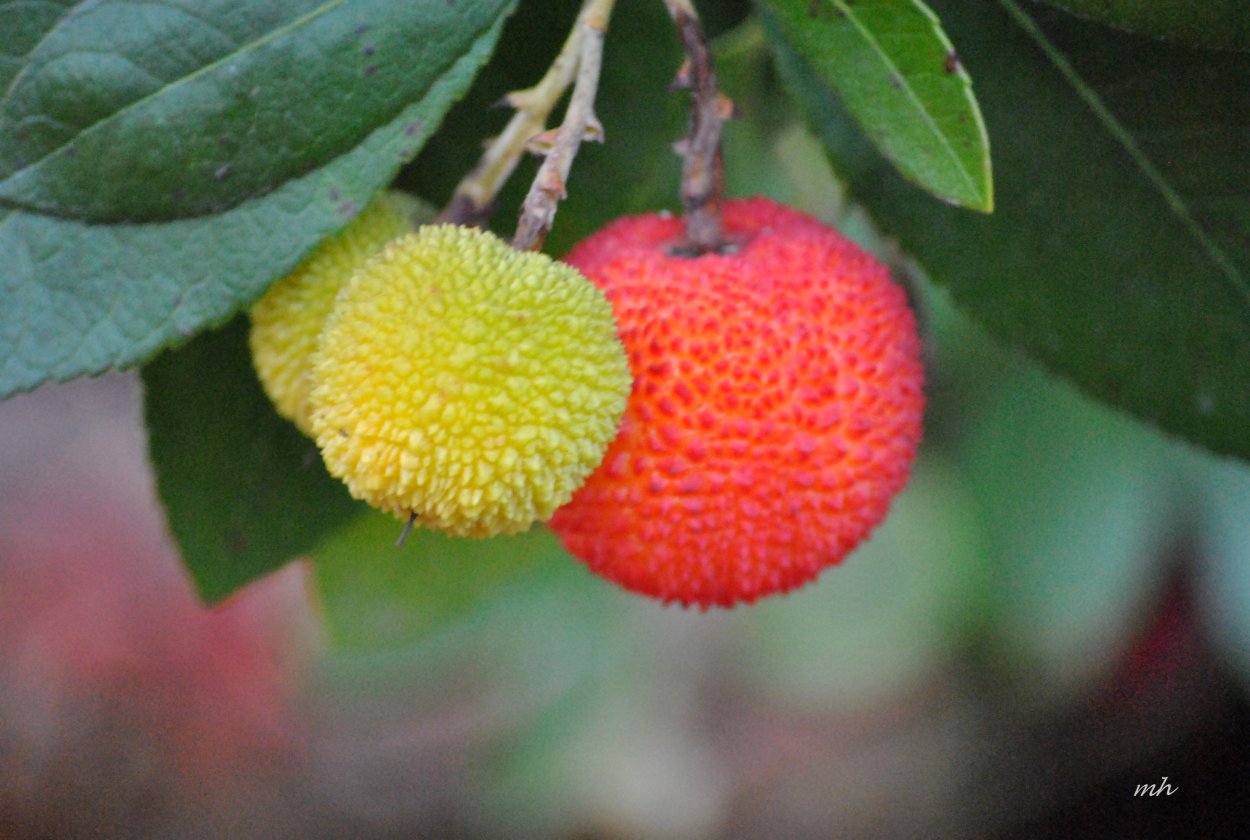 Земляничное дерево (Arbutus unedo compacta) p9