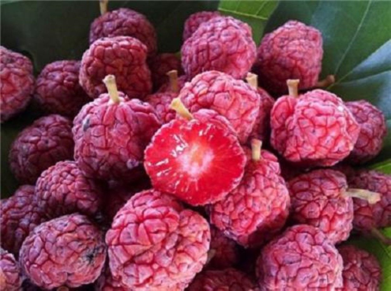 Кудрания малиновое дерево