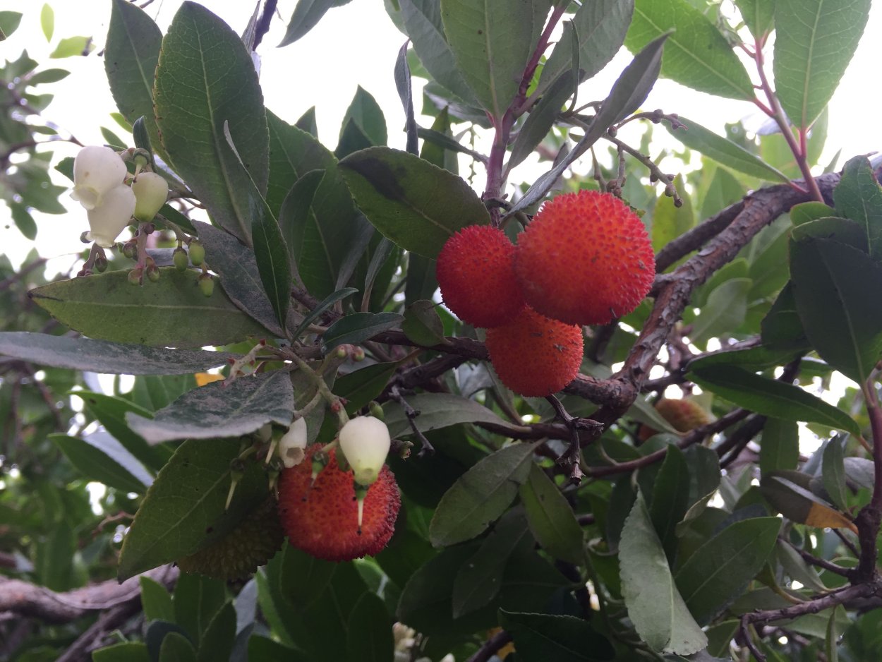 Арбутус Земляничное дерево плод