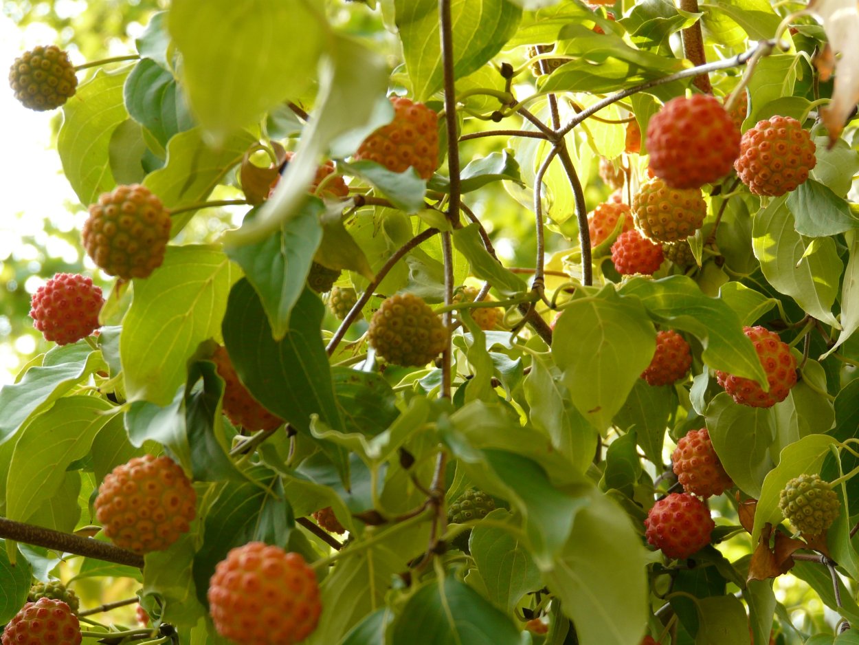 Кудрания клубничное дерево