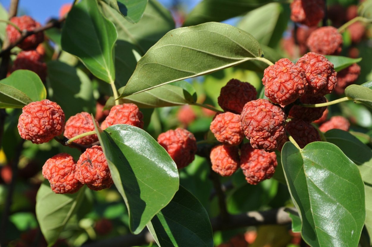 Кудрания клубничное дерево