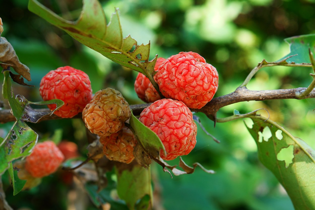 Арбутус Земляничное