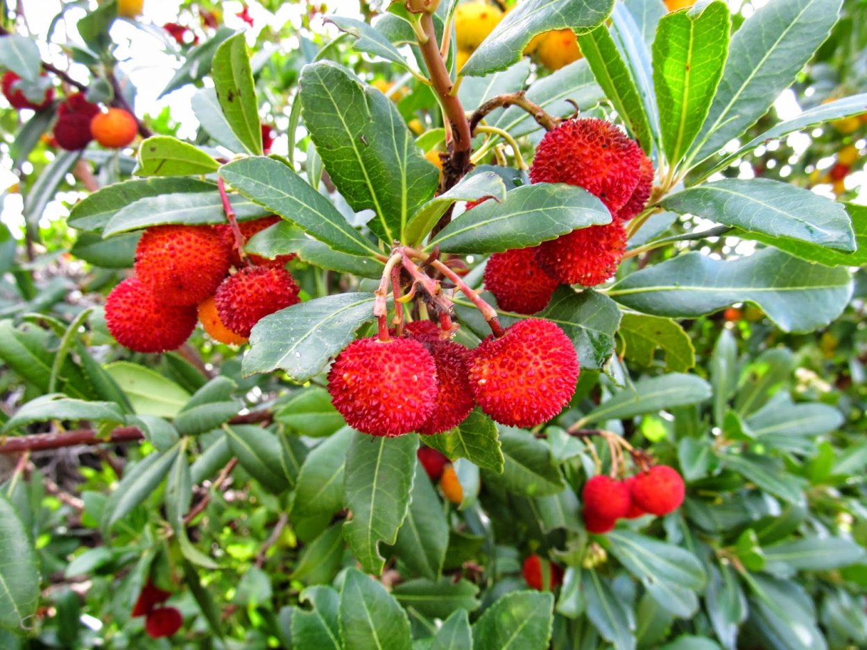 Кизил головчатый