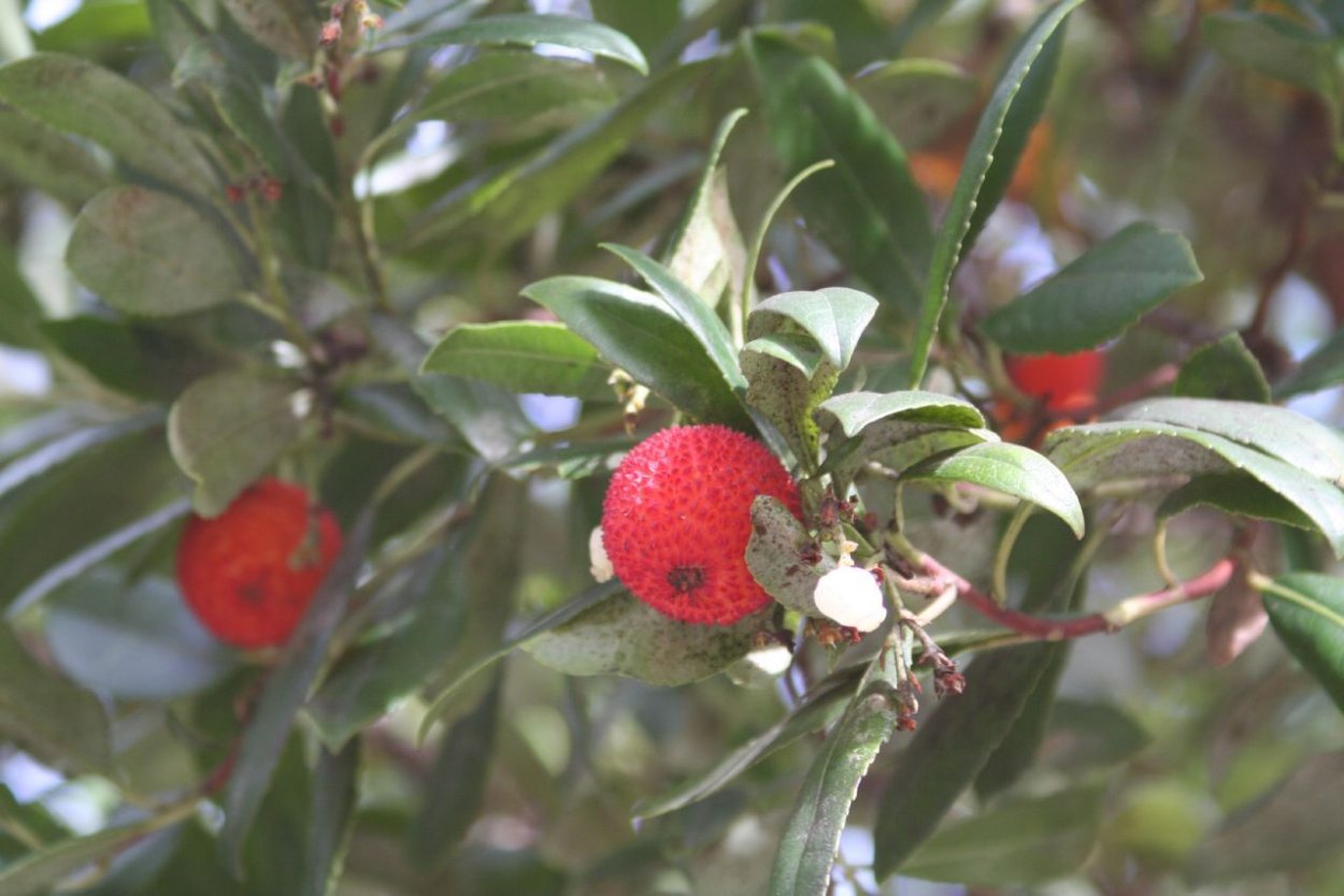 Листья Арбутус унедо