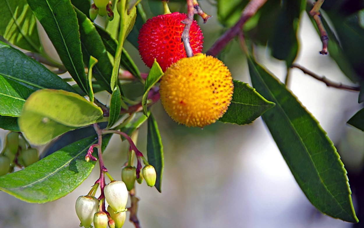 Arbutus unedo дерево