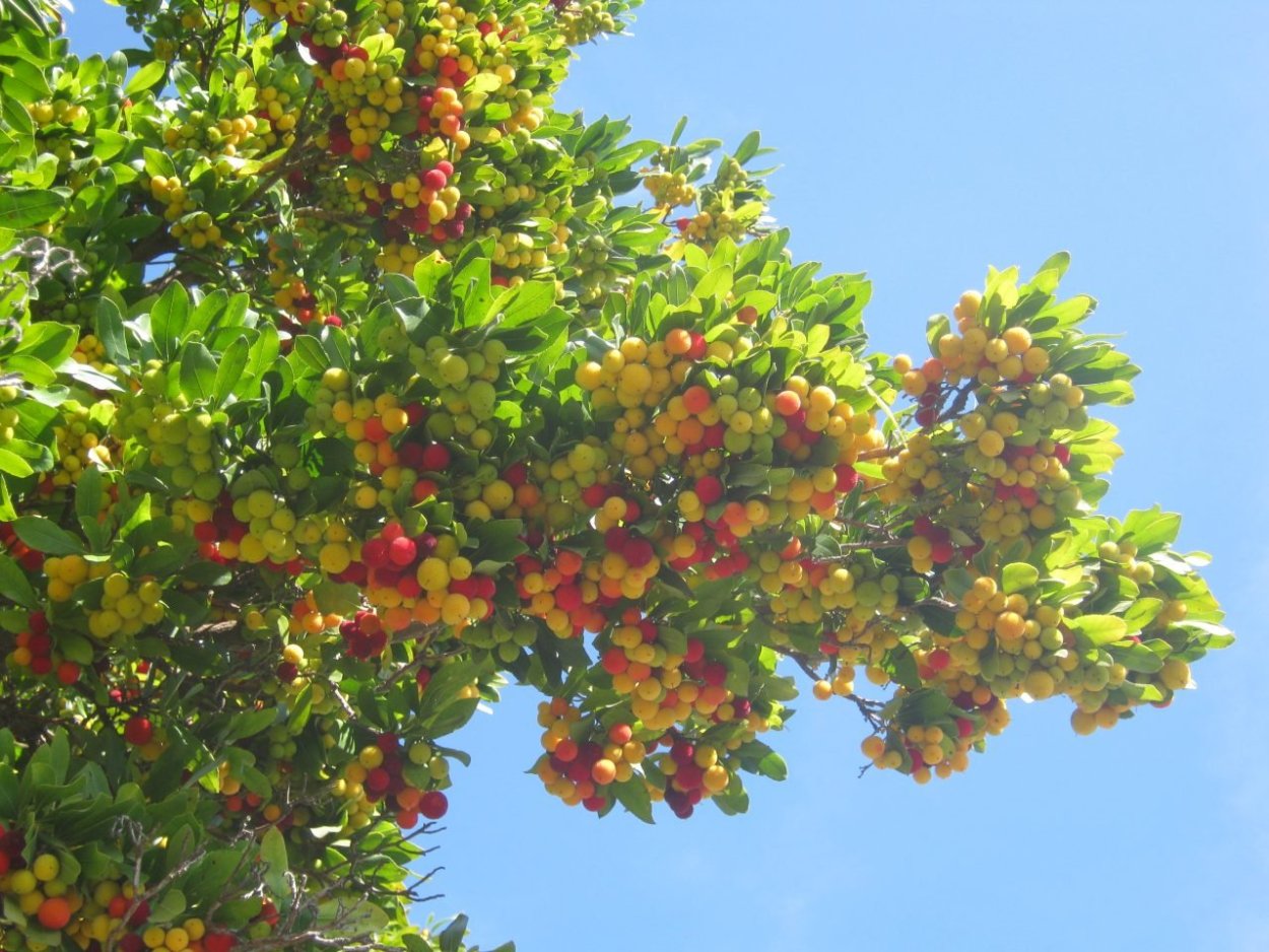 Арбутус unedo