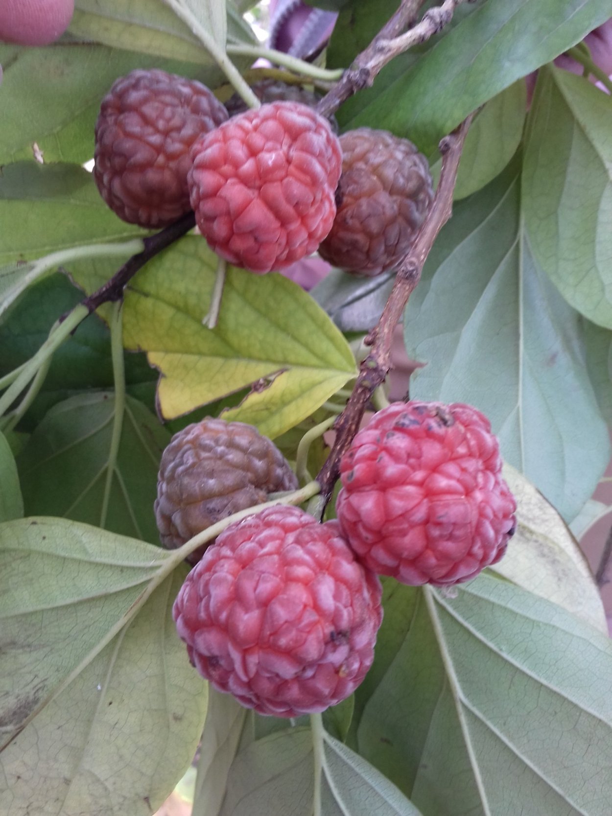 Кудрания Земляничное дерево