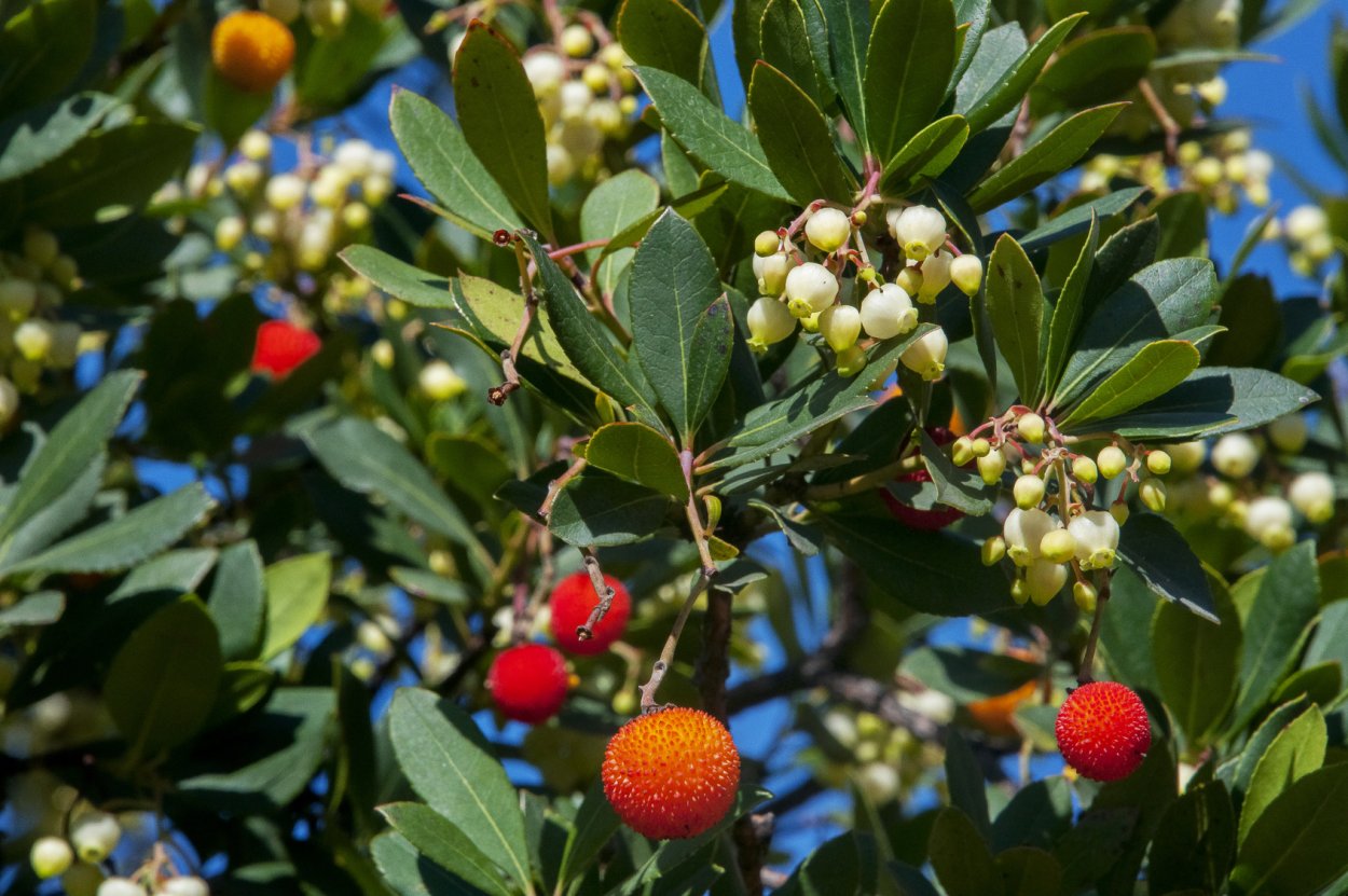Земляничное дерево unedo compacto