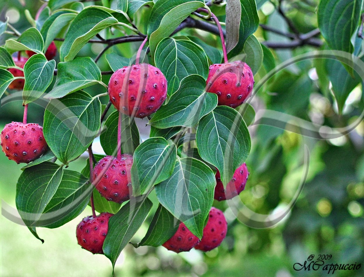 Земляничное дерево Кипр
