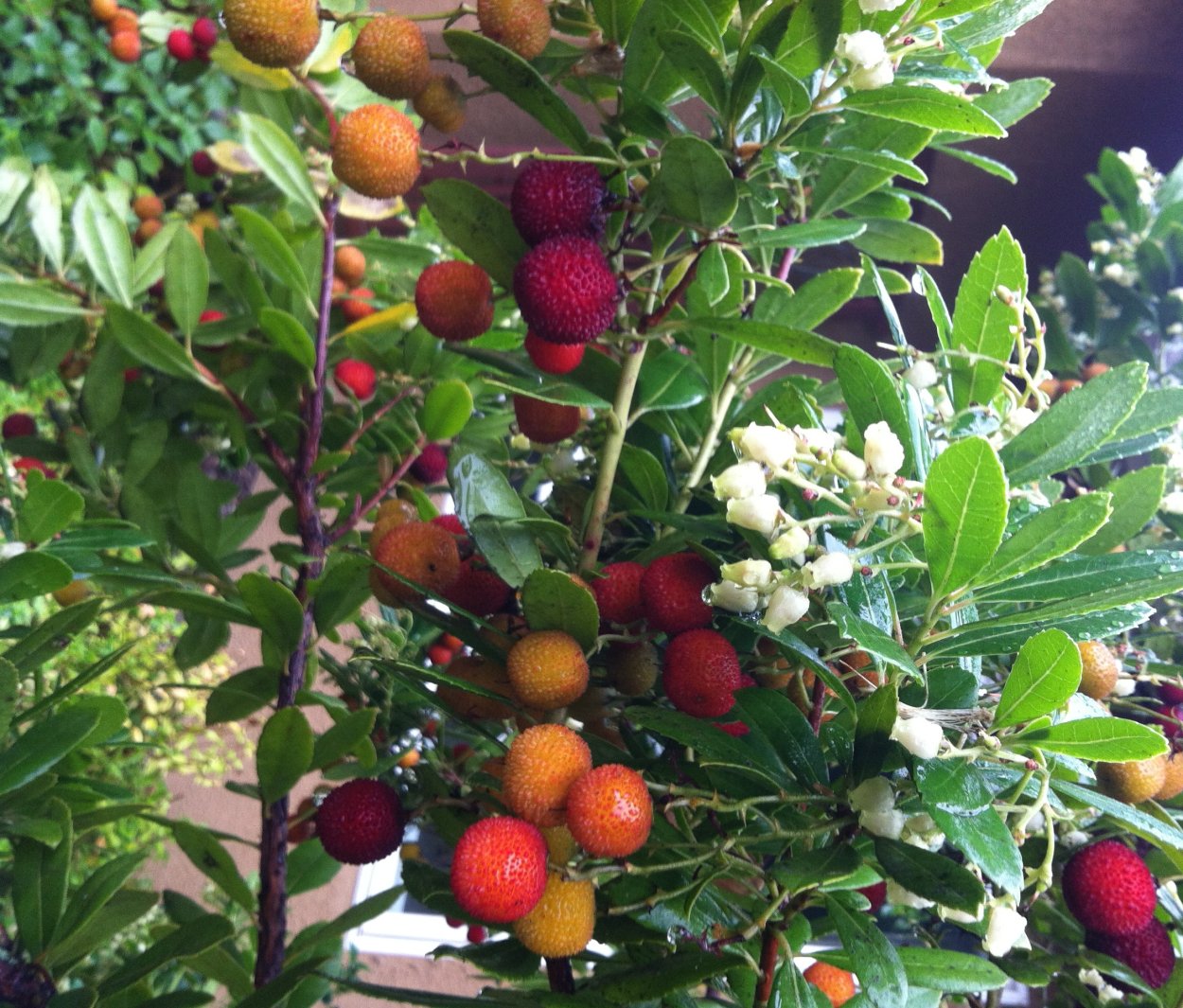 Арбутус, Земляничное дерево, земляничник