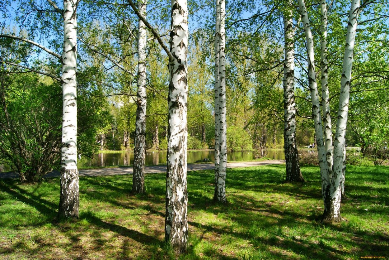 Березовая роща Далматово