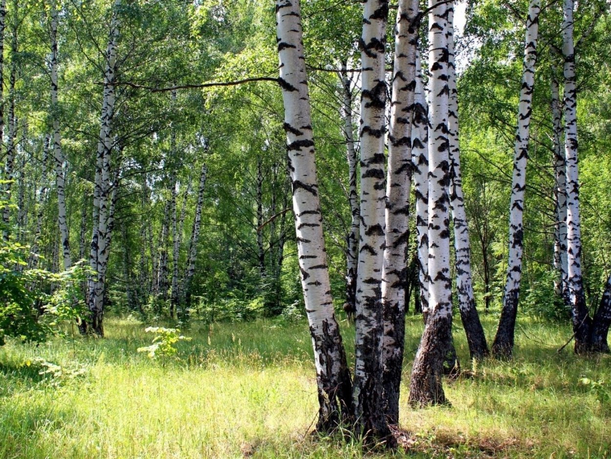 Елово березовый лес