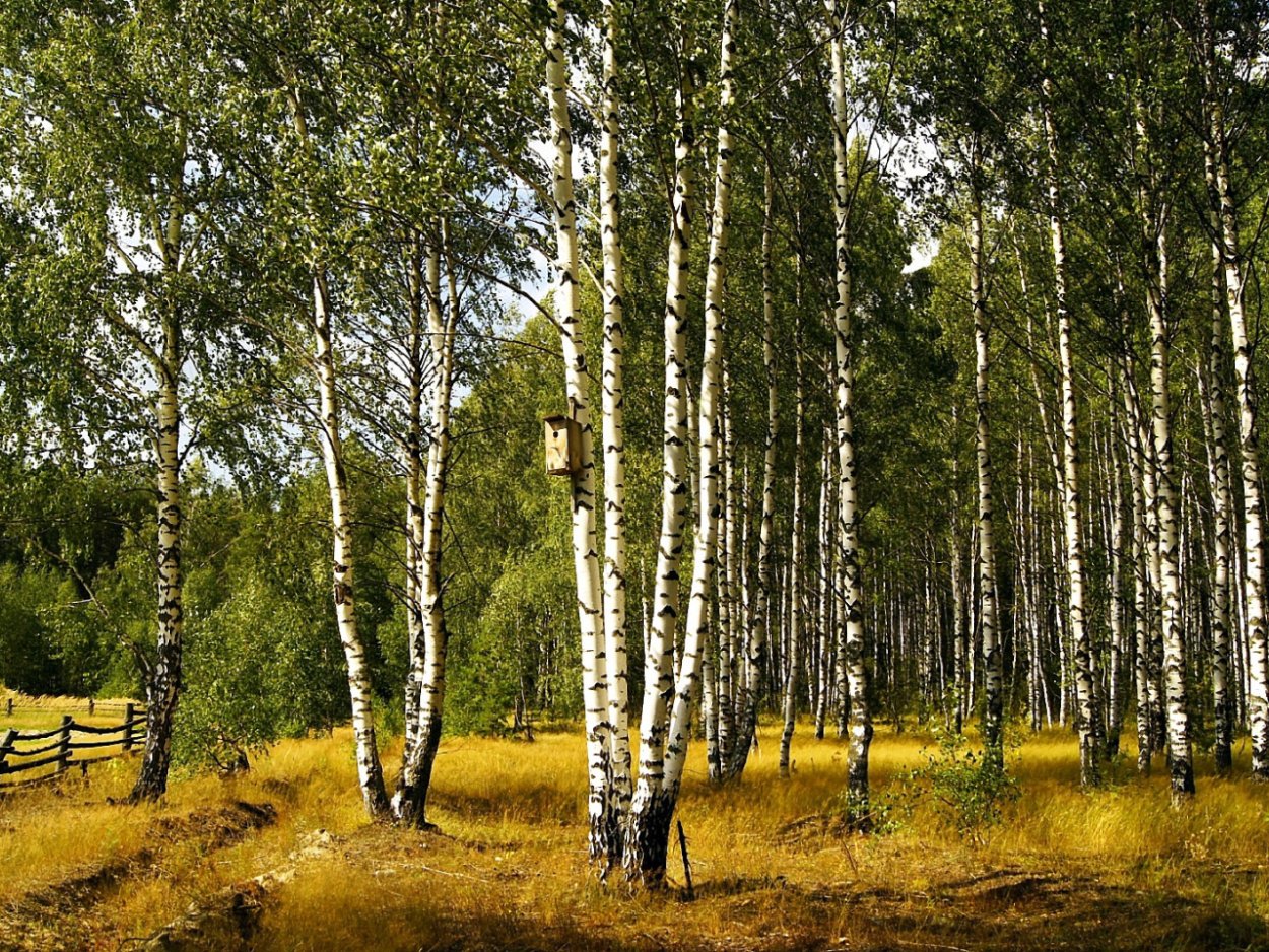Березовая роща озеро Ивановская область