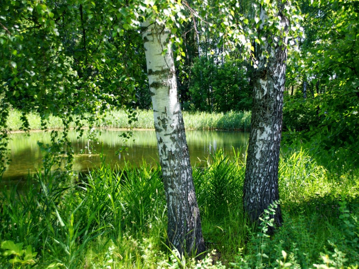 Березовая роща Томск