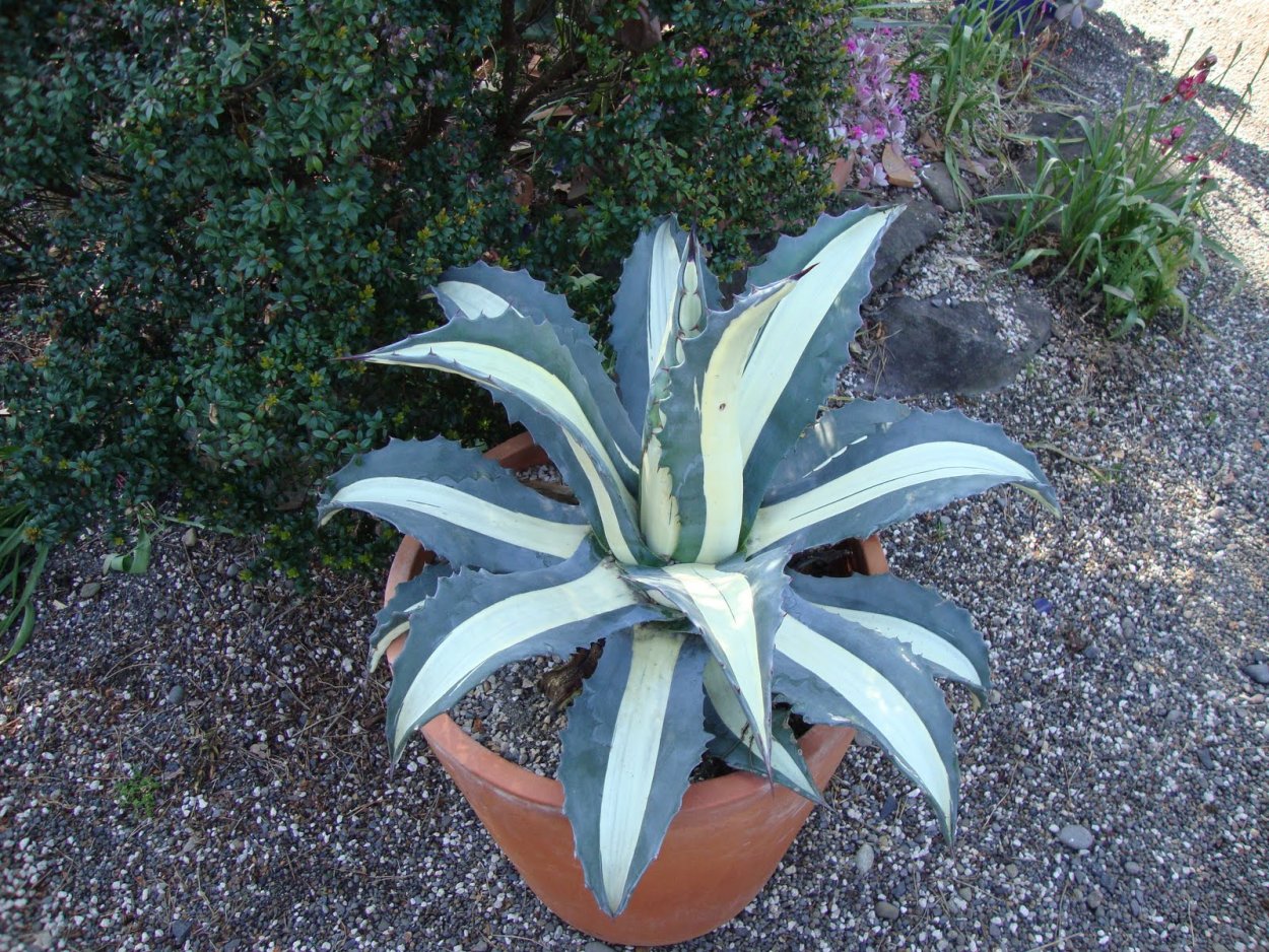 Agave Americana Mediopicta