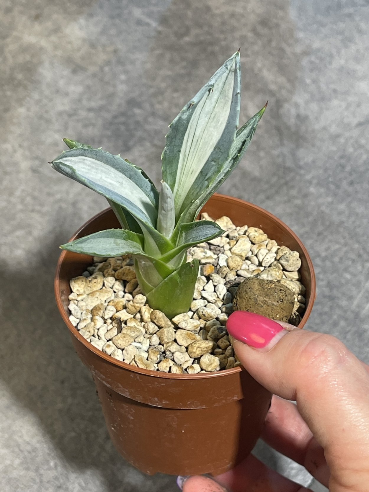 Агава Перри