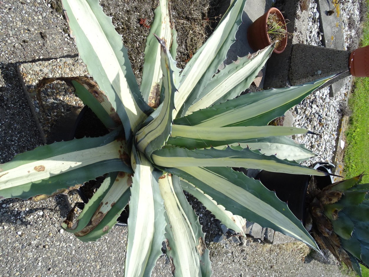 Агава медиопикта Альба