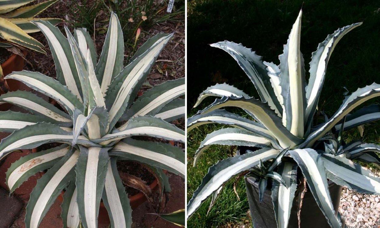 Агава медиопикта