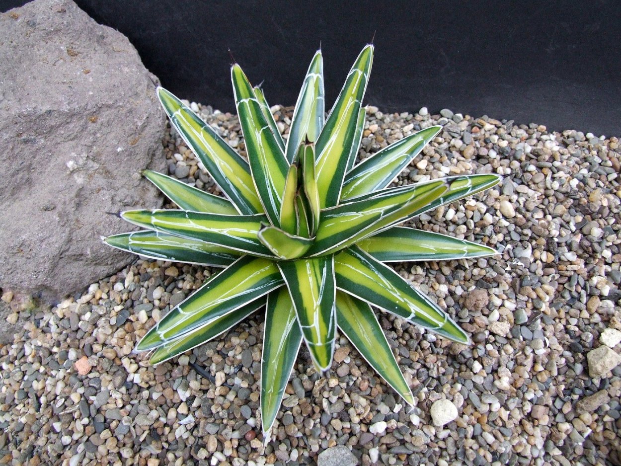 Агава американская окаймленная