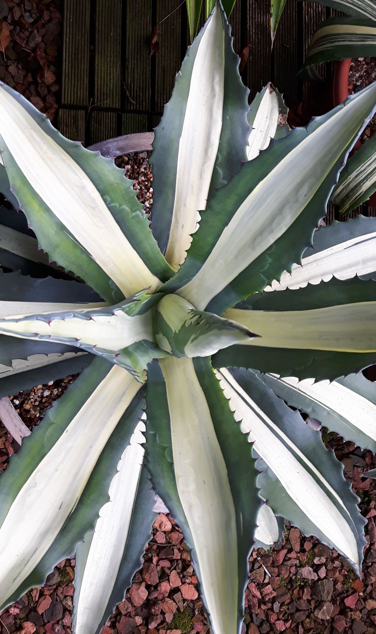 Бешорнерия семейство агавовых