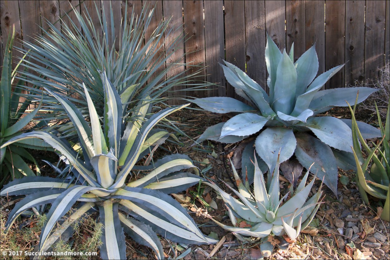Агава filifera