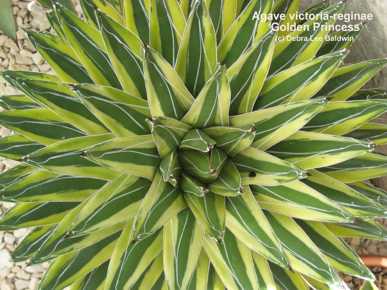 Agave Victoria Reginae Mediopicta