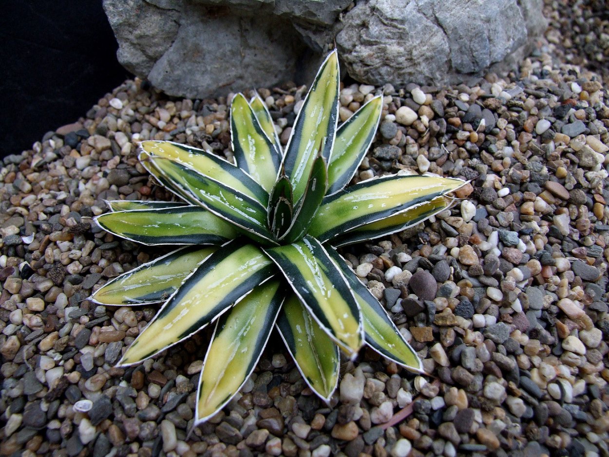 Агава медиопикта Альба