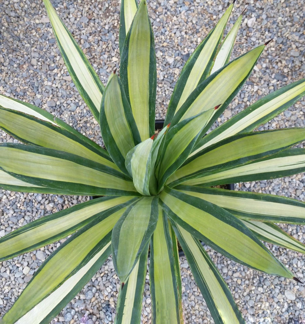 Сеянцы Агава королевы Виктории