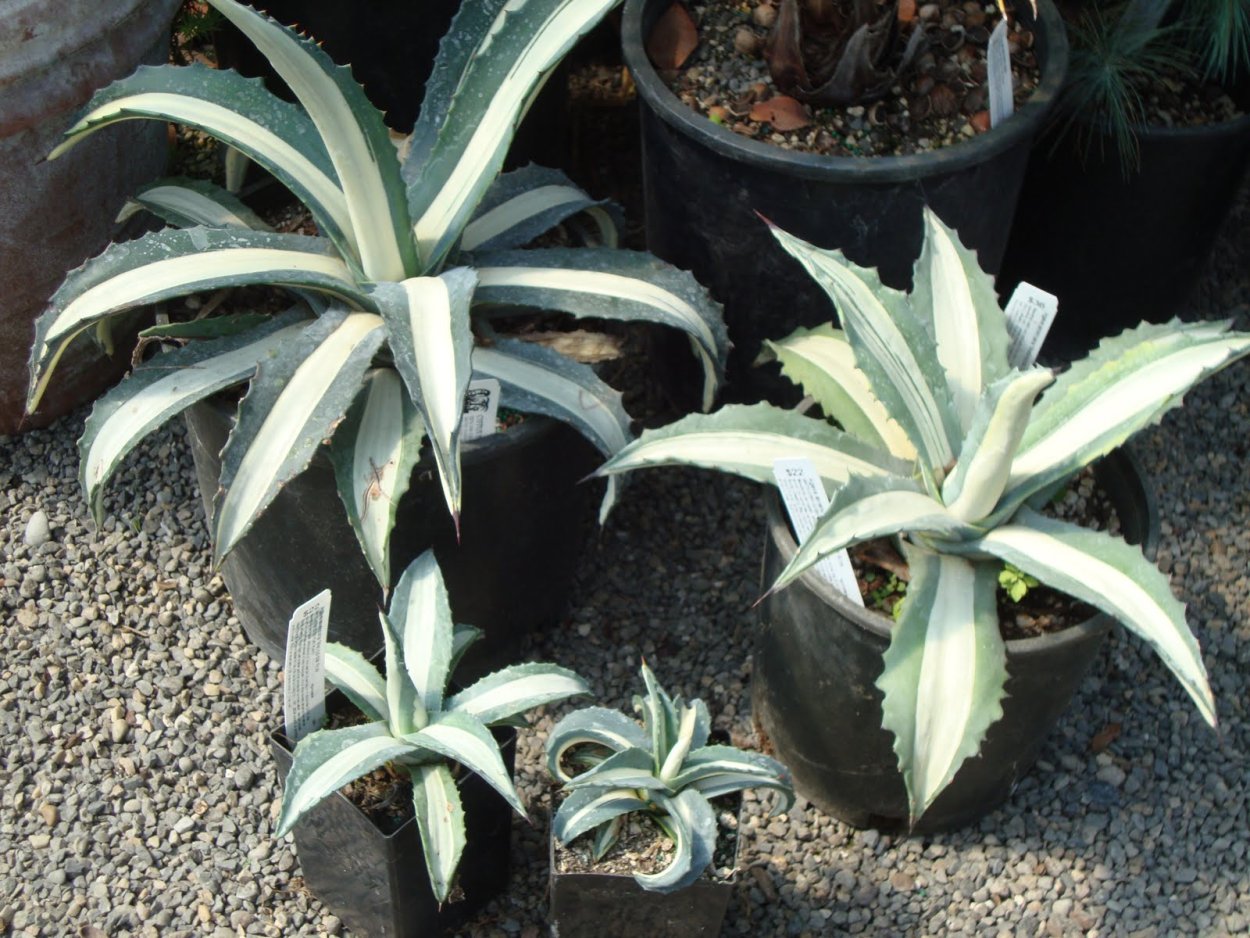 Agave Burnt Burgundy Mediopicta купить